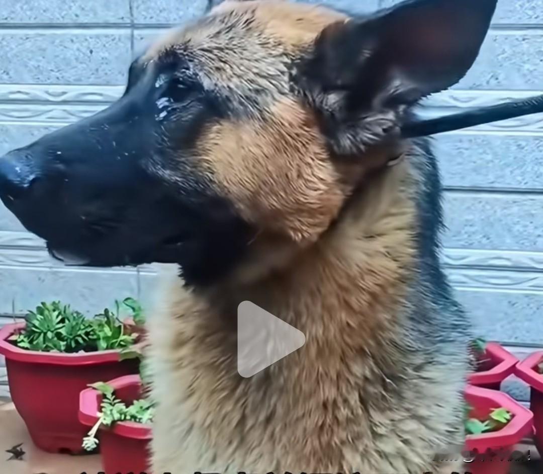警犬德牧品种意识到自己年老体衰、不再中用后，被送到了狗肉馆。在还没被端上餐桌前，