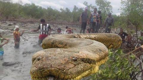 亚马逊上发现的巨型蟒蛇