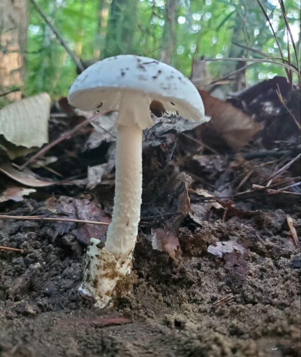 一家4口吃菌中毒5岁女童身医院方面称系自采食用鹅膏菌引起中毒11月19日，