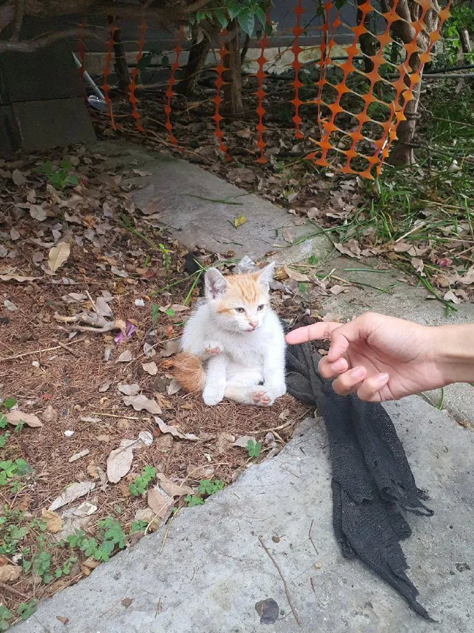 终于摸到它了，太可爱了！