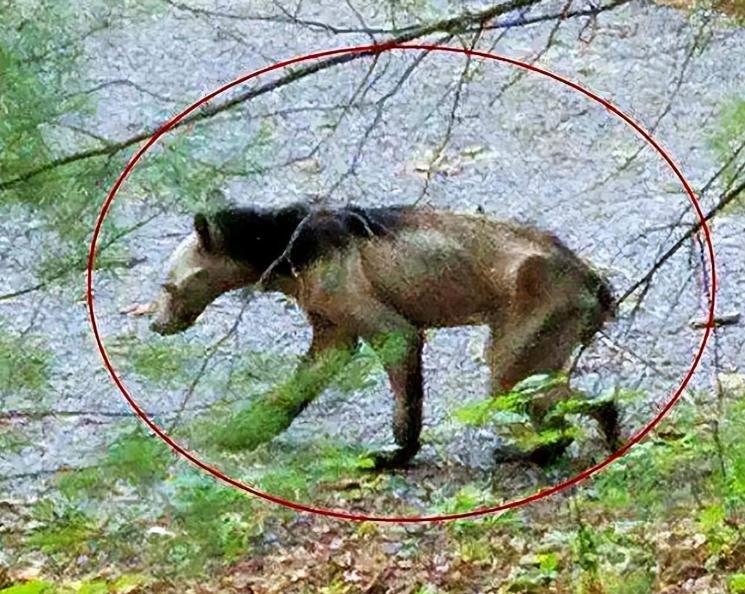 1973年，一头神秘野兽进入部队捕食，被哨兵当场射杀，然而，当看清野兽的模样后，