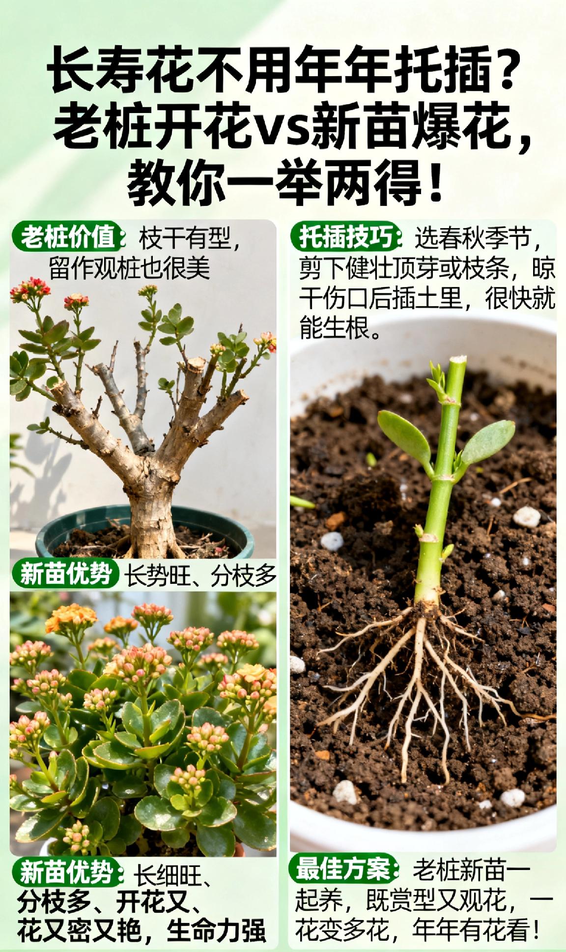 vs新苗爆花，教你一举两得！很多花友以为长寿花必须每年重新扦插，其实老桩养