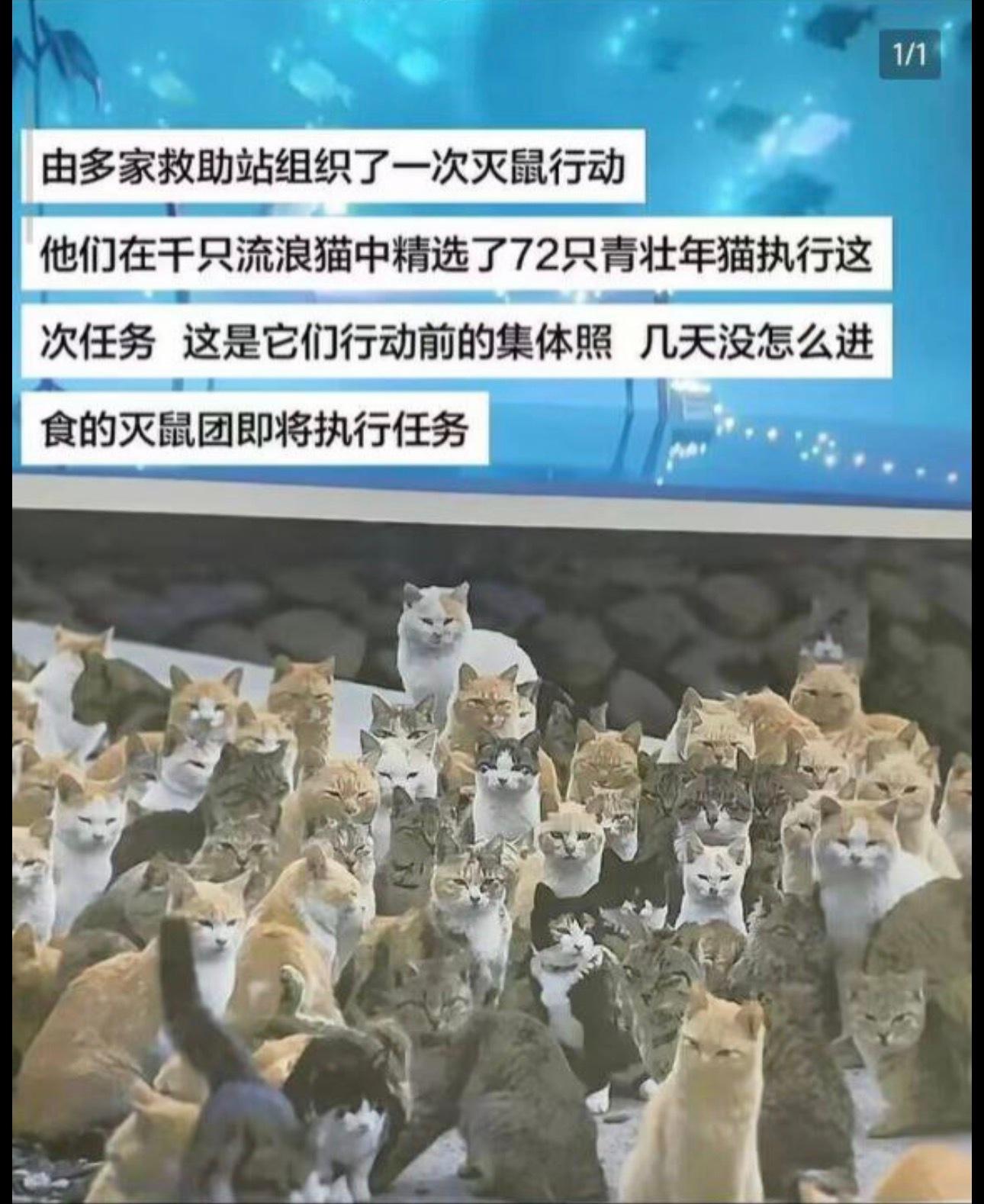 猫埔军校一期生毕业照