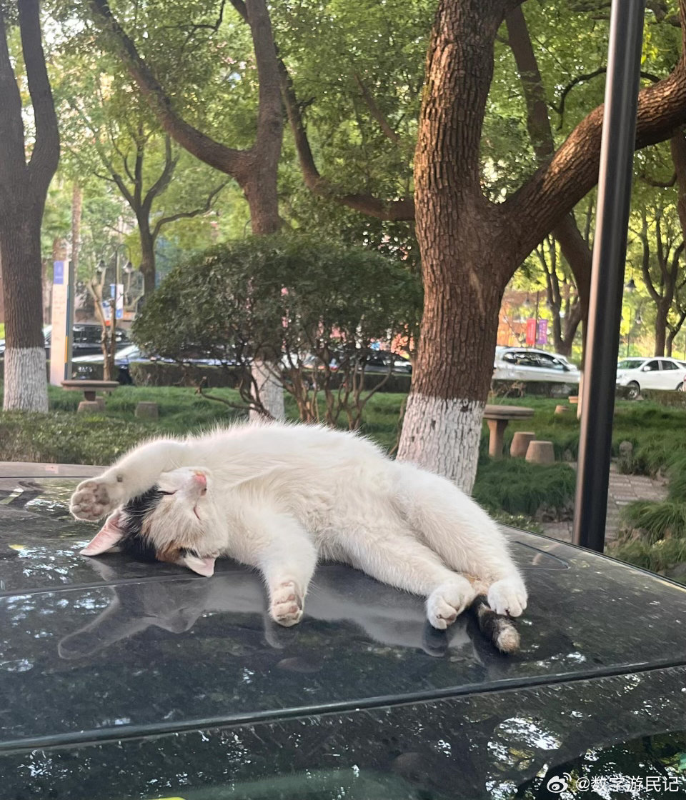 毕业季最难过的是和猫猫告别毕业季最不舍的就是和学校的猫猫告别，入学的时候完全没想