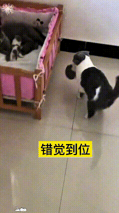 这猫妈属实有点迷糊到家了！看见小狗崽在外边溜达，赶紧上前叼着想给带回窝里。谁知道
