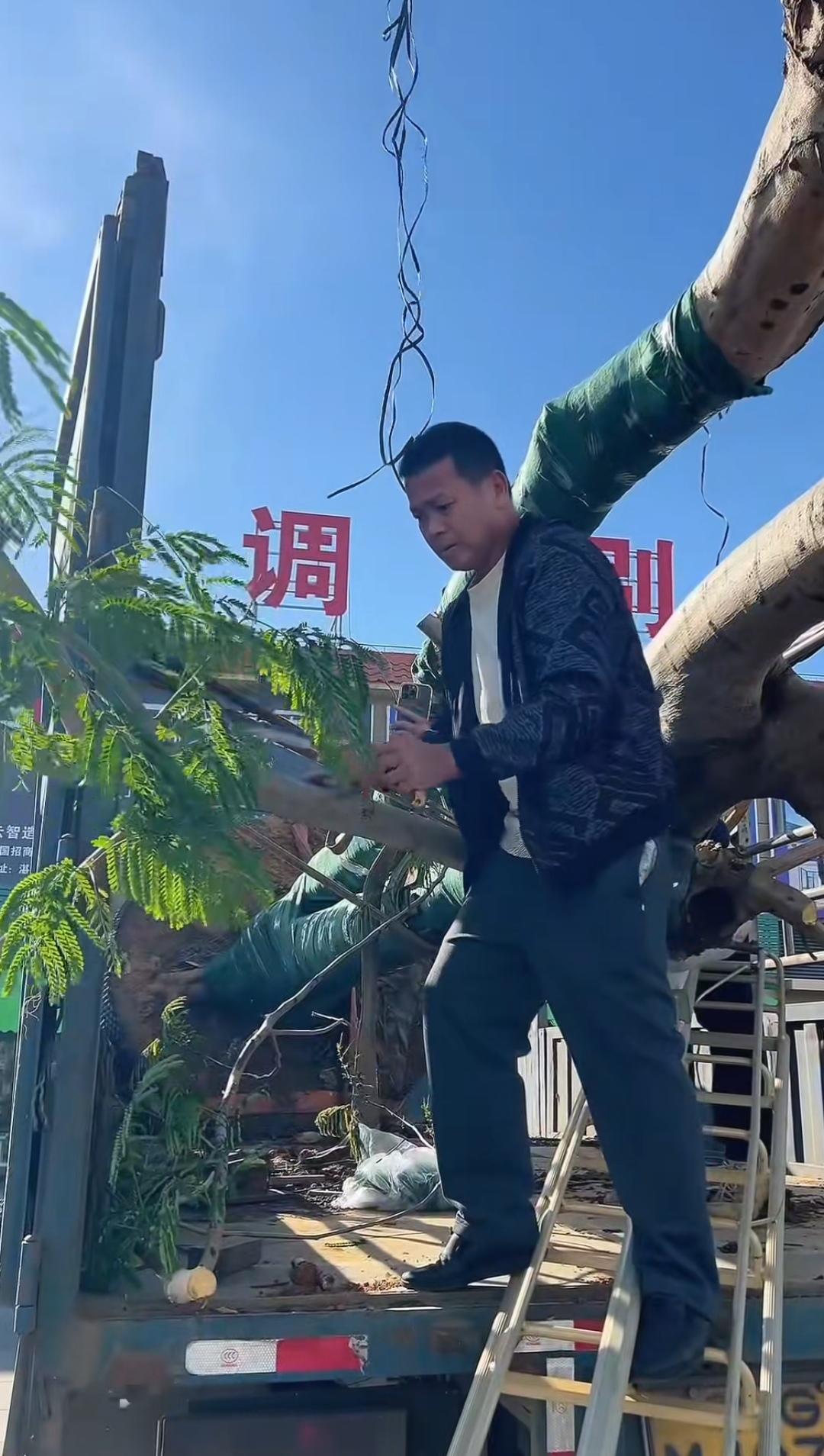 11月30日，全红婵的爸爸去种凤凰树了，他现场为凤凰树锯枝条，帮忙栽在了自己家水