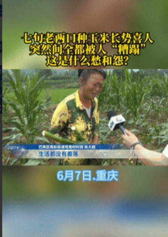 太缺德了！重庆，一对七十多的老夫妻，就指望着种下的一亩玉米地成熟后，好换点生活费