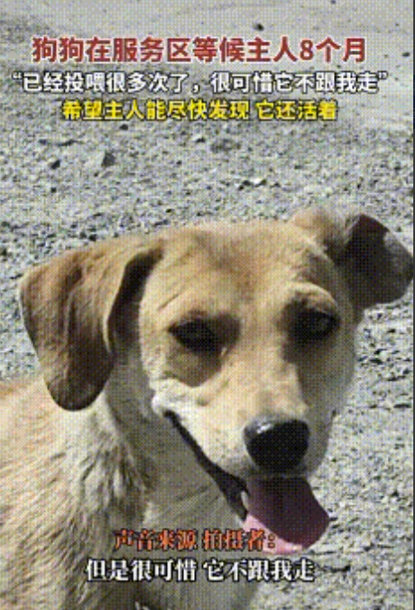 “忠犬八公！”沙泉子服务区，这只狗子在服务区内一待就是八个月。它不是流浪狗，也不