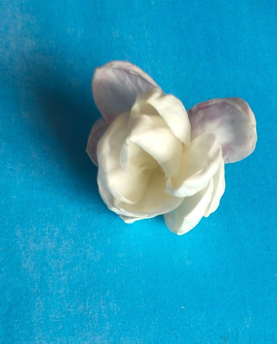 我的小茉莉，开了又谢了，好不容易开花的小茉莉……​​​