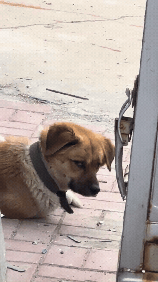 感觉这小狗好像有点嫌弃我人与动物的互动