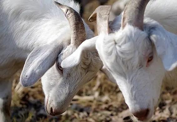1951年河南固围村的初夏，草刚没过脚踝，李凤英把羊群赶到坡上时，没想过这天会记