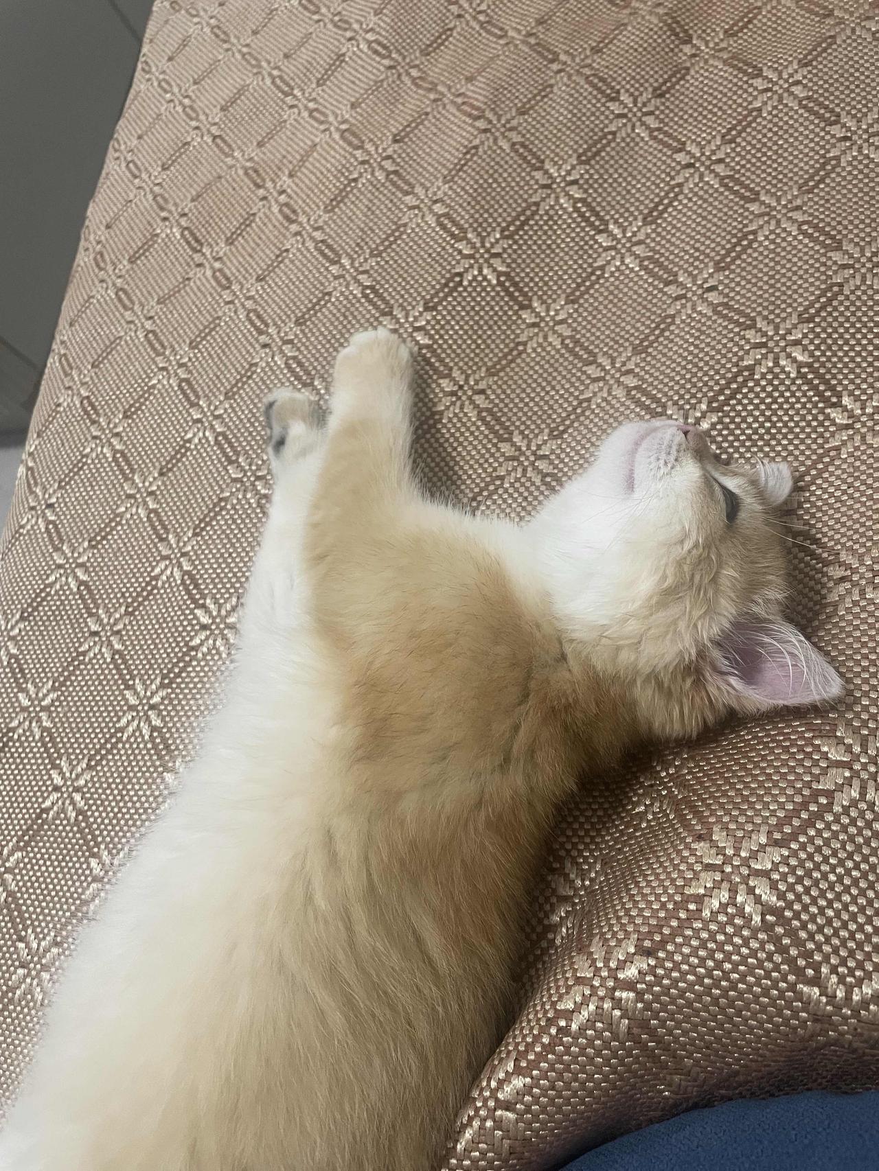 最近养了只小猫，我给它取名叫芋头，今天芋头在沙发上睡成一团，那睡姿真是萌翻了。它