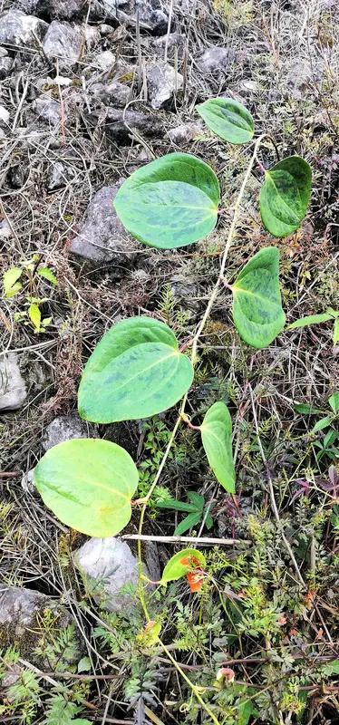 长度2米！耗时2小时！百年菝葜长沙挖出｜活久见🌿长沙挖出百年超大菝葜！根