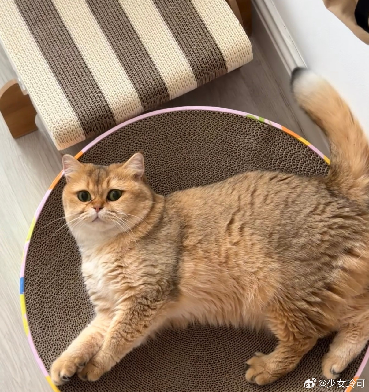 为了出门疯狂撒娇的小猫咪每次都渴望跟随主人一同出去。​​​