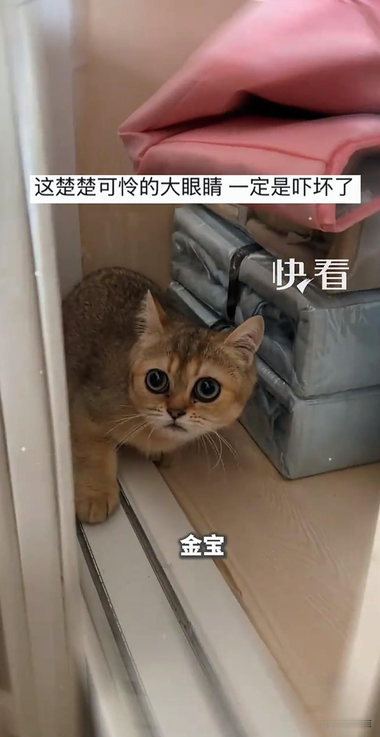 湖北，龙卷风突然来袭，女子想带着自家的小猫一起走，但第一时间没找到，情况紧急，她