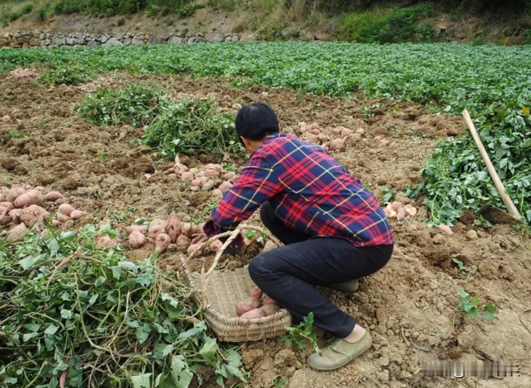 发现了吗？很多上了年纪的农村老人，宁愿去干零活，也不愿意呆在家里闲着。她们