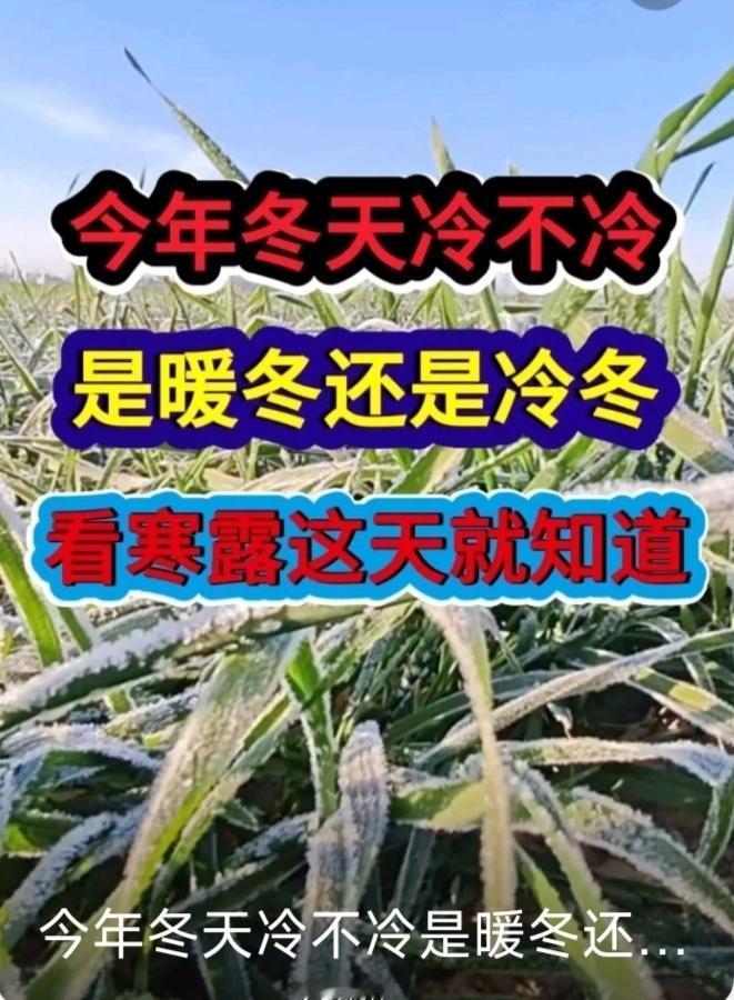 寒露已至！老话“早寒露雪堵门”要应验？今年冬天冷暖真相藏不住了热点概况