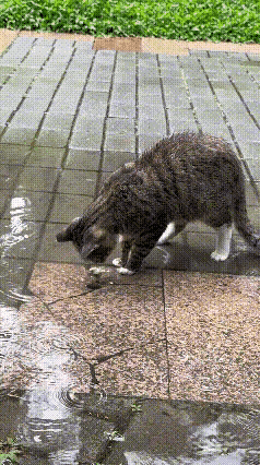 雨后的路面湿漉漉的，水磨石地面积满雨水，路面两个小窟窿，成了小耗子唯一的藏身地。