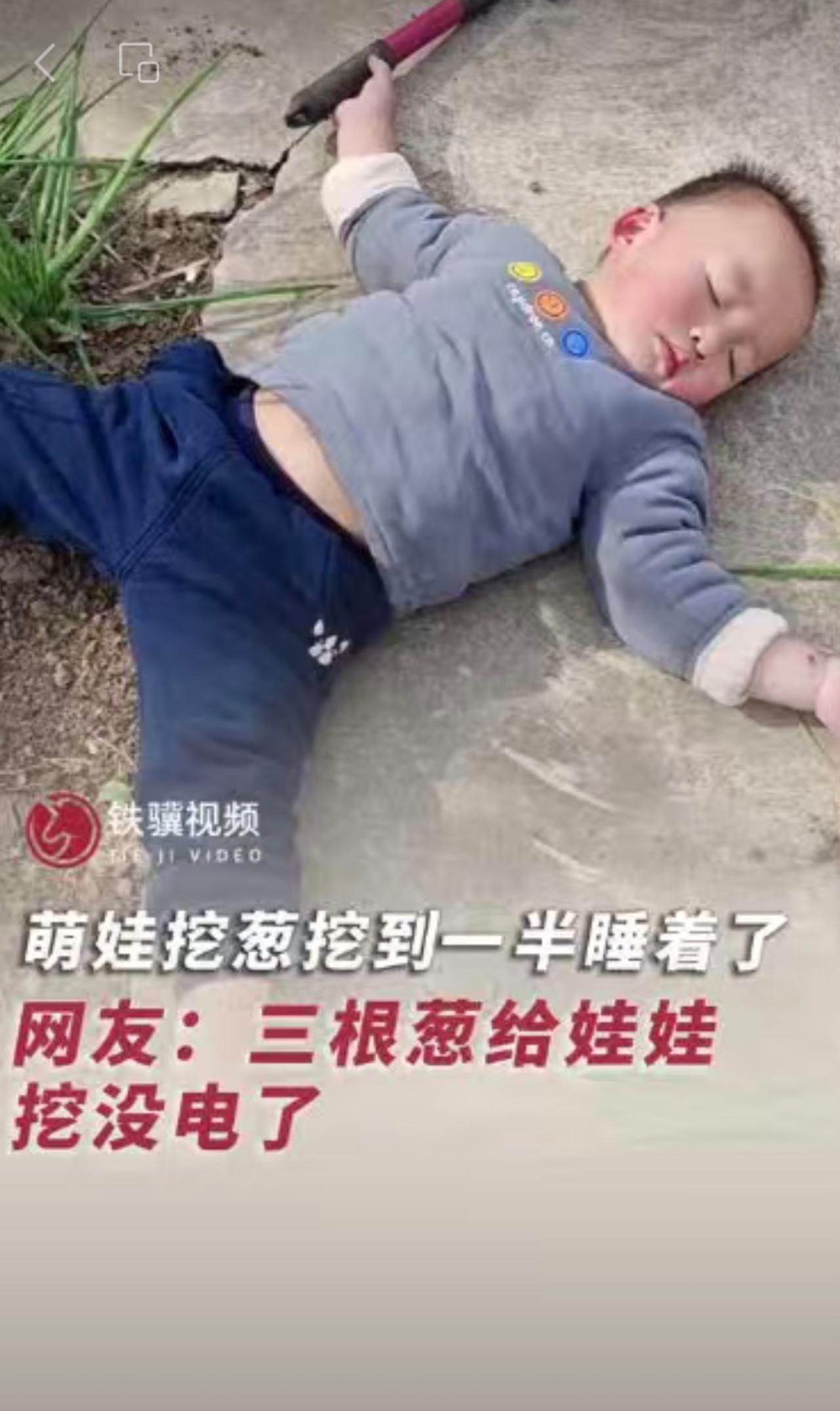 萌娃挖葱挖到一半睡着了，肚脐眼露在外面，网友直接在评论区给娃“打伞”遮阳、“盖被