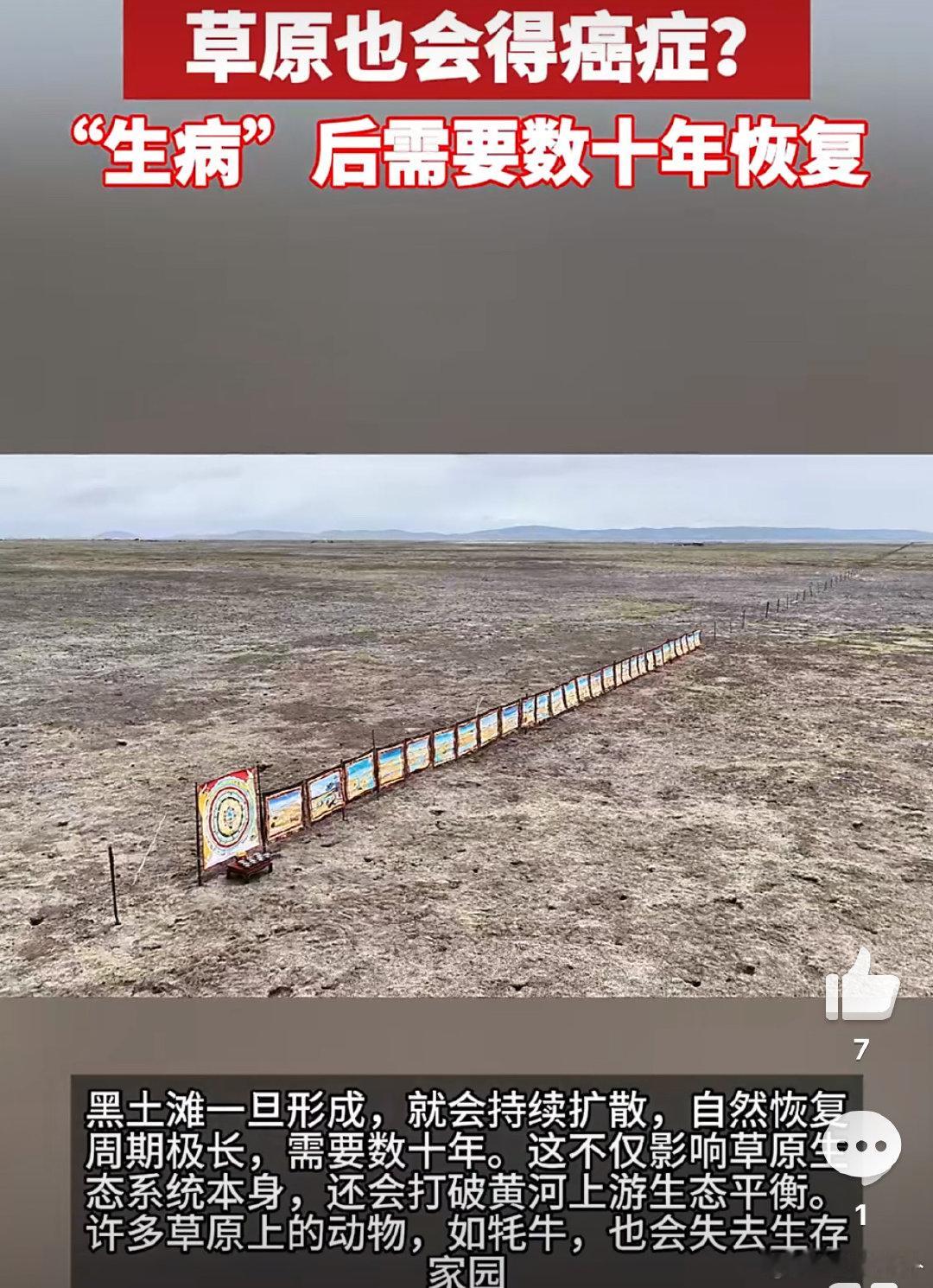 对抗“草原癌症”，守护最后一片绿海。🌿在四川，连牦牛都在享受VIP包场待遇。