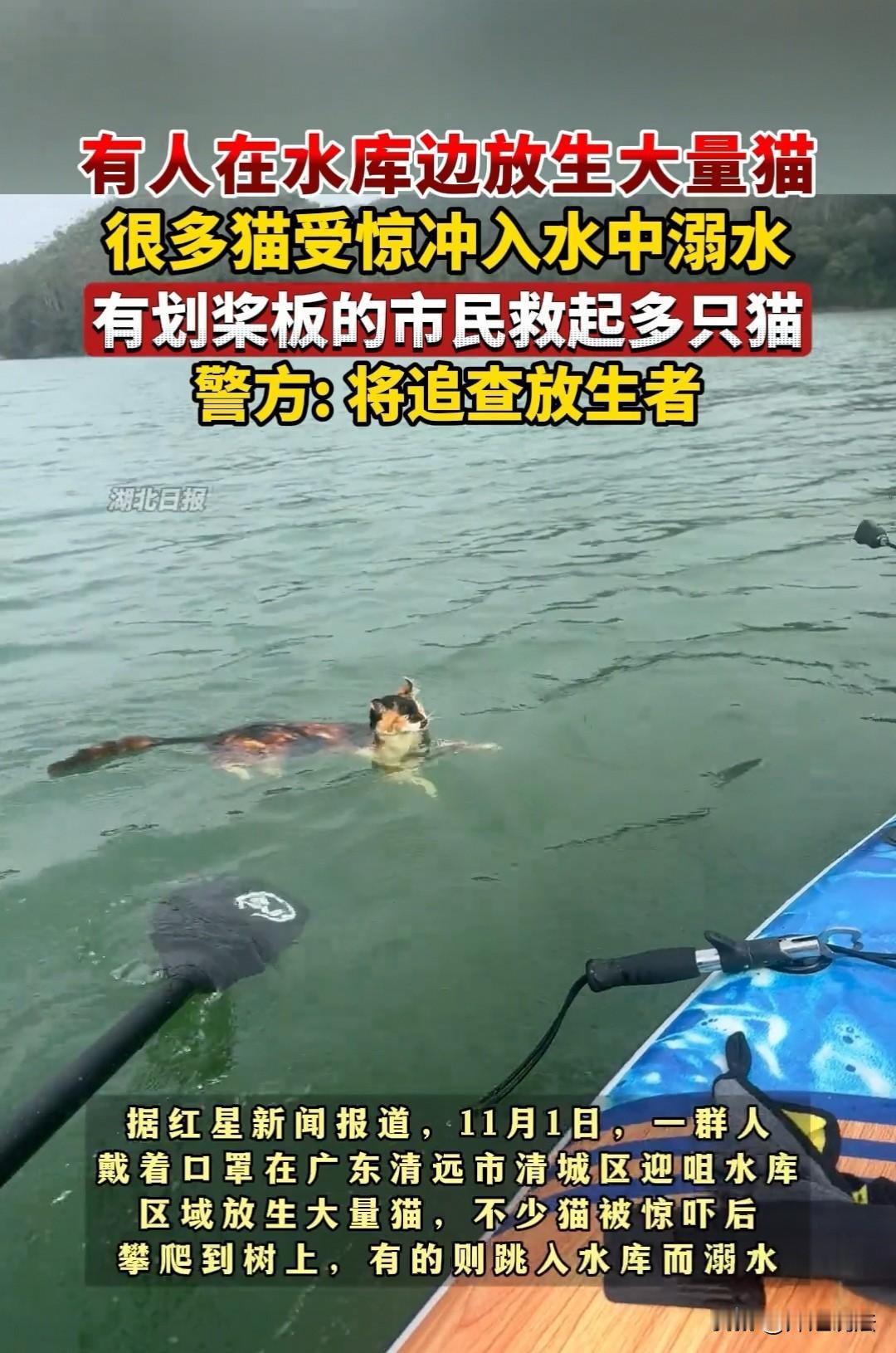 广东清远，男子看到上千只猫从三辆卡车上被放下来，地点就在水库旁边。猫咪出现应激反