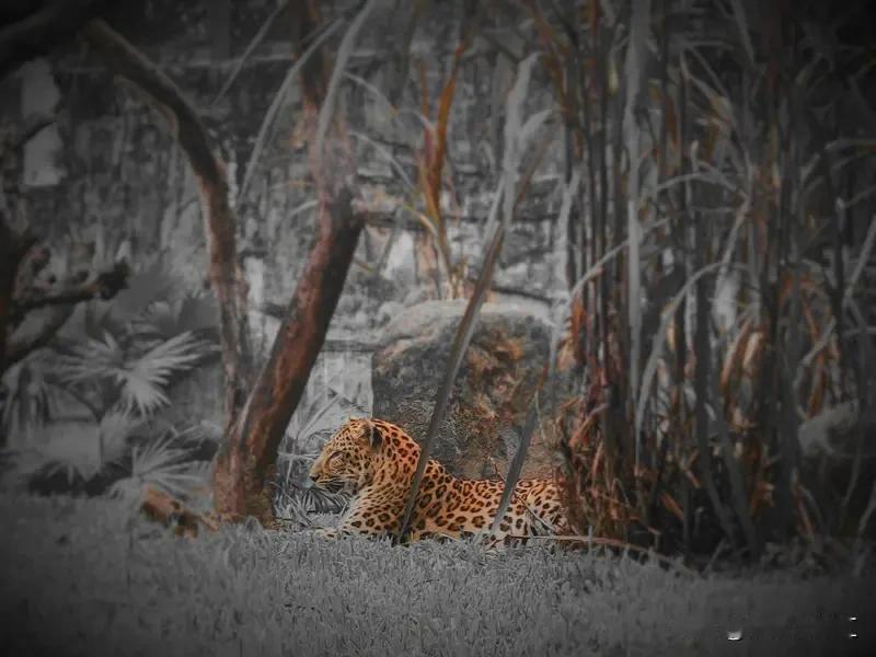 人类和花豹单挑胜算几乎为零。成年花豹体重40-60公斤，虽比成年男子轻，但它