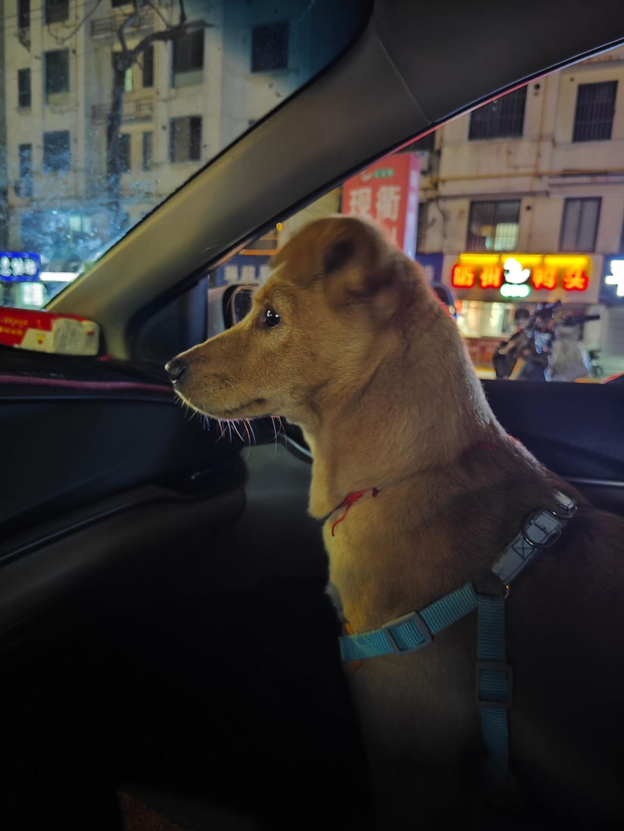 你猜傻狗看到了什么？叫它也不正眼看我一下！