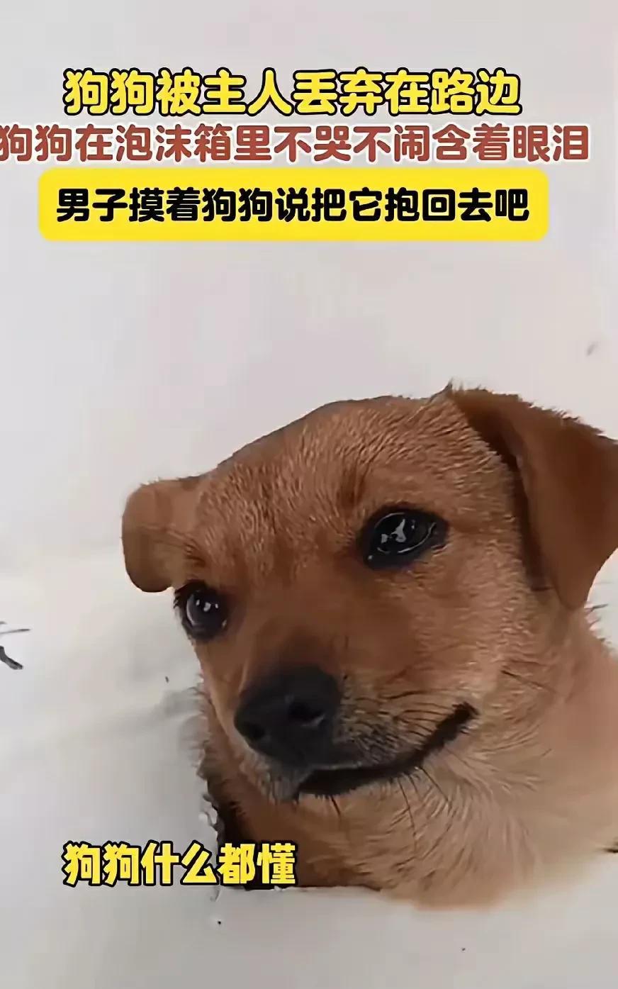 一只狗狗被主人遗弃，它被主人装在一个纸箱里丢弃在路边，纸箱上面开了一个口子，狗狗