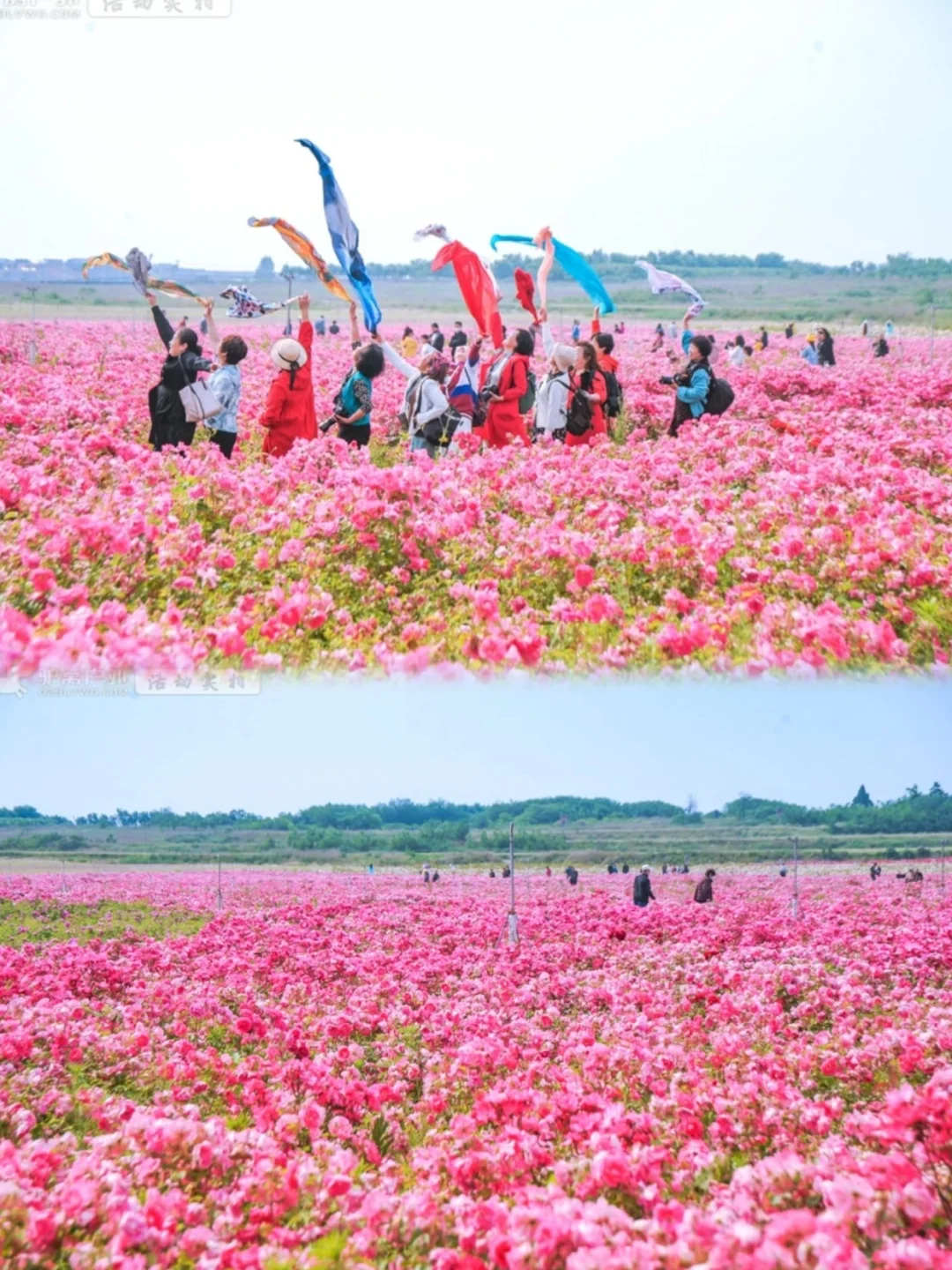 西安周边！这片300万株的花海🌸免费冲！