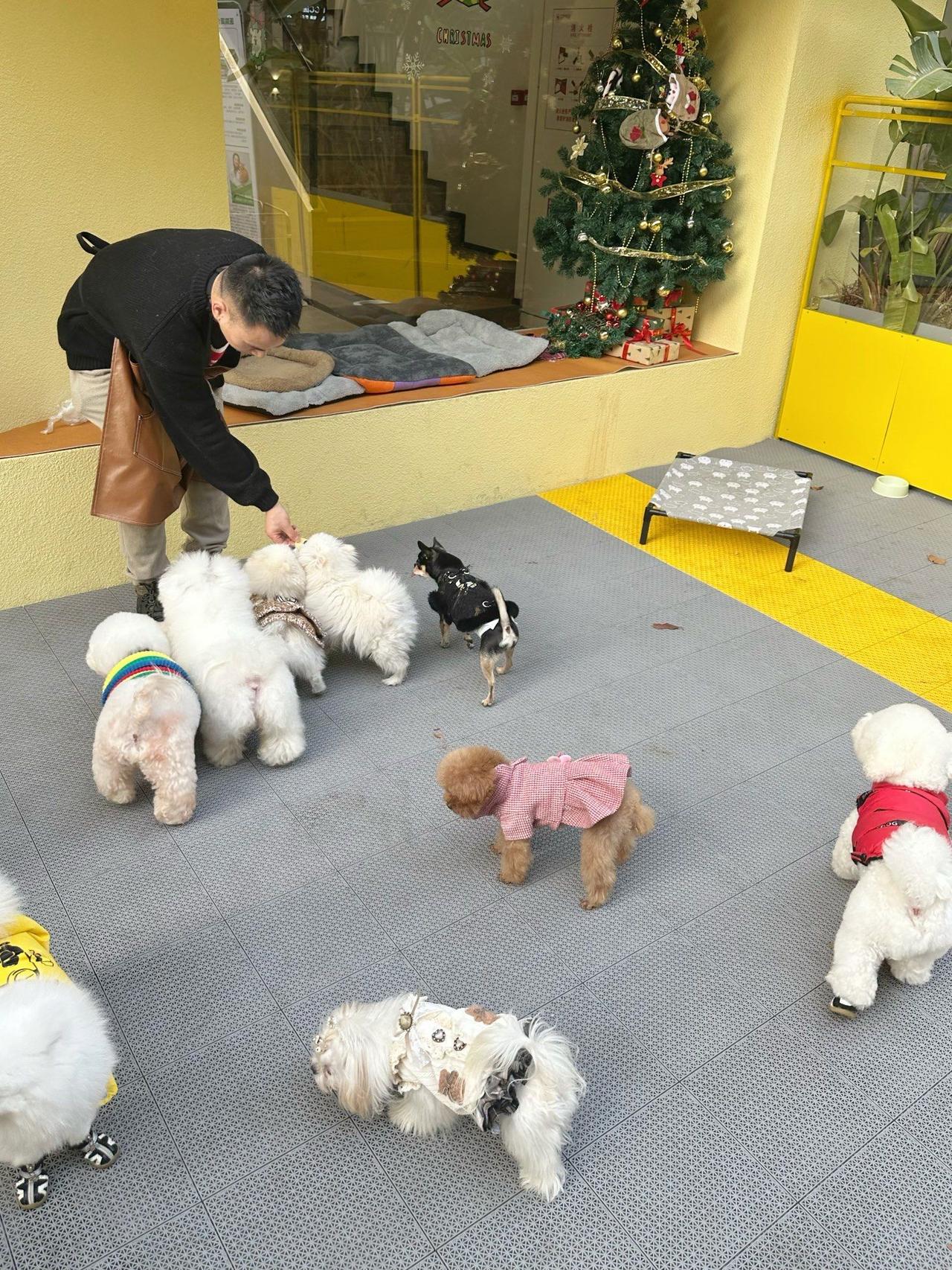 上海狗狗内卷上幼稚园！幼师带队、按性格分班，打工人：活不如毛孩子上海又出圈了