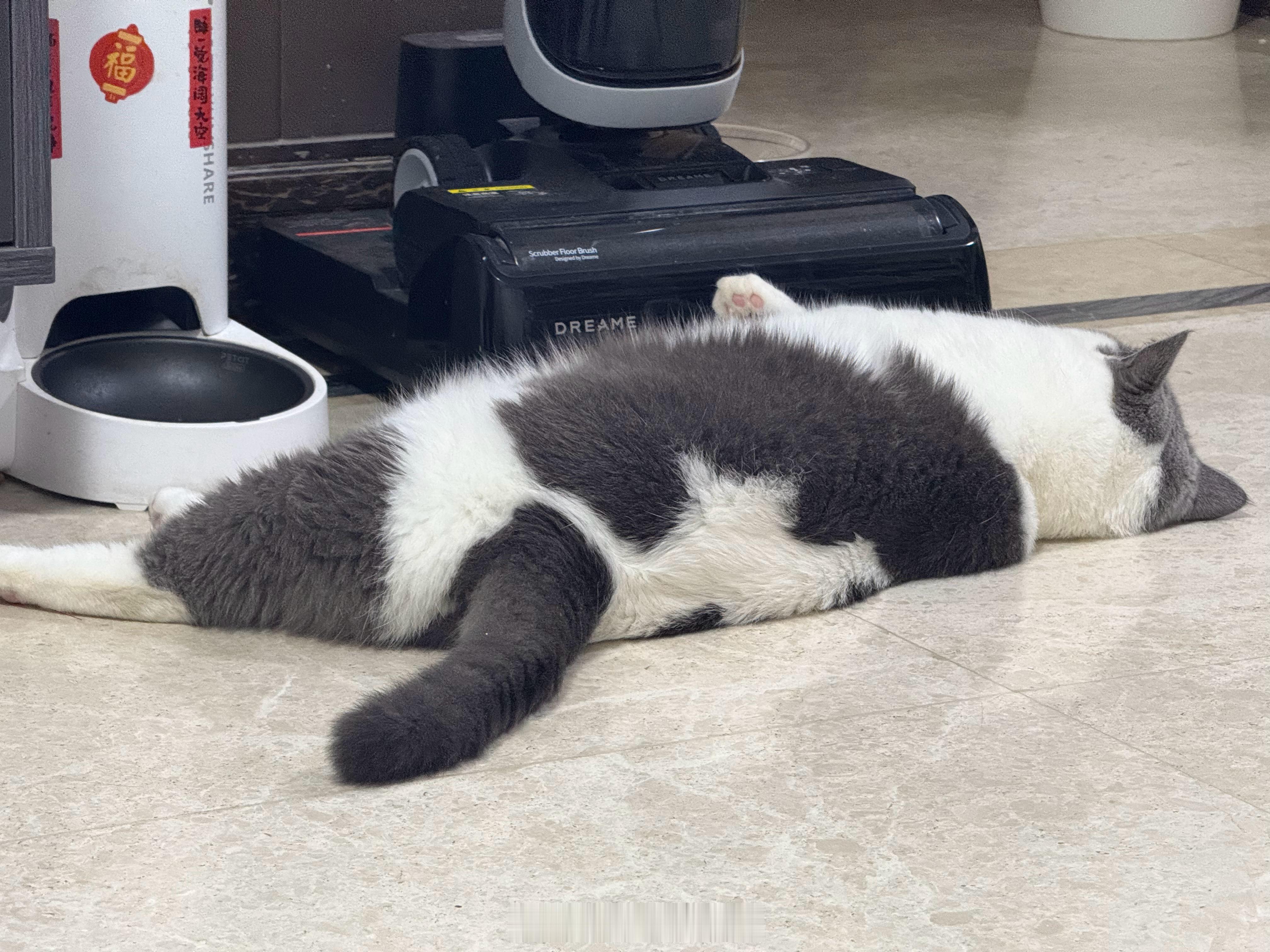在等猫粮的猫猫。直接躺下睡着了。​​​