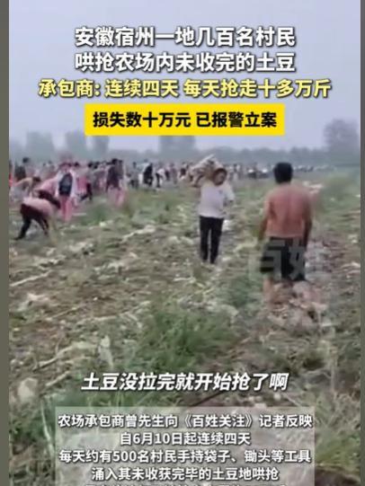 安徽宿州，男子承包了一大片土地种土豆，正是丰收季，土壤里的土豆密密麻麻的，男子兴