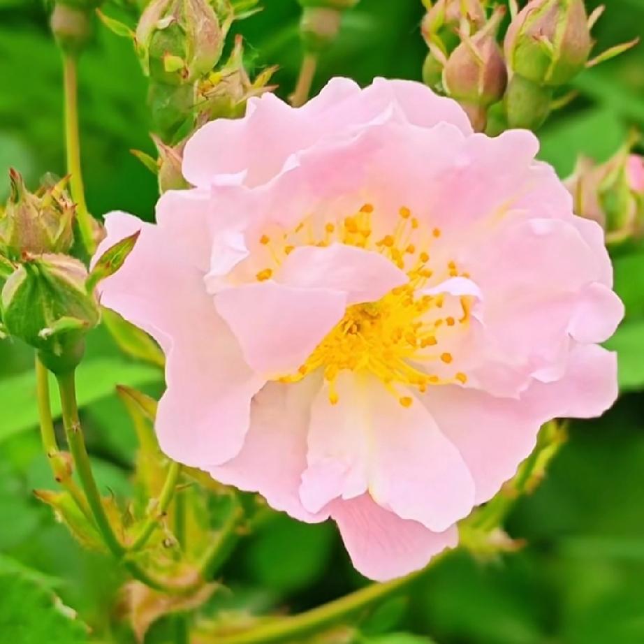 放下一个不能在一起的男人，最好的方式就是停止对他的期待。不要再幻想他还爱你，