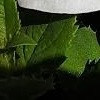 种植0100桔梗（铃铛花）种植方法一、生长习性喜光、耐寒耐旱，最怕积水烂根；适