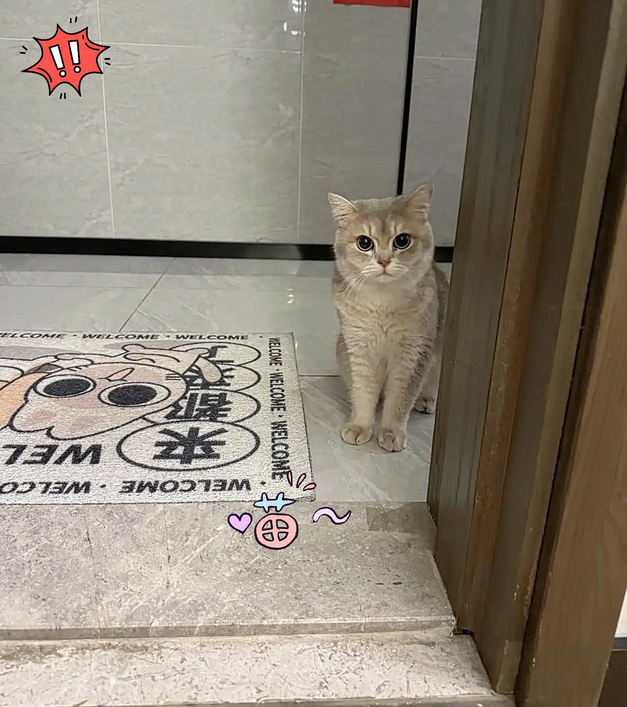 昨天看见对门邻居把他家猫丢出来了，随后他们一家人拖个行李箱就走了。对门扔猫那