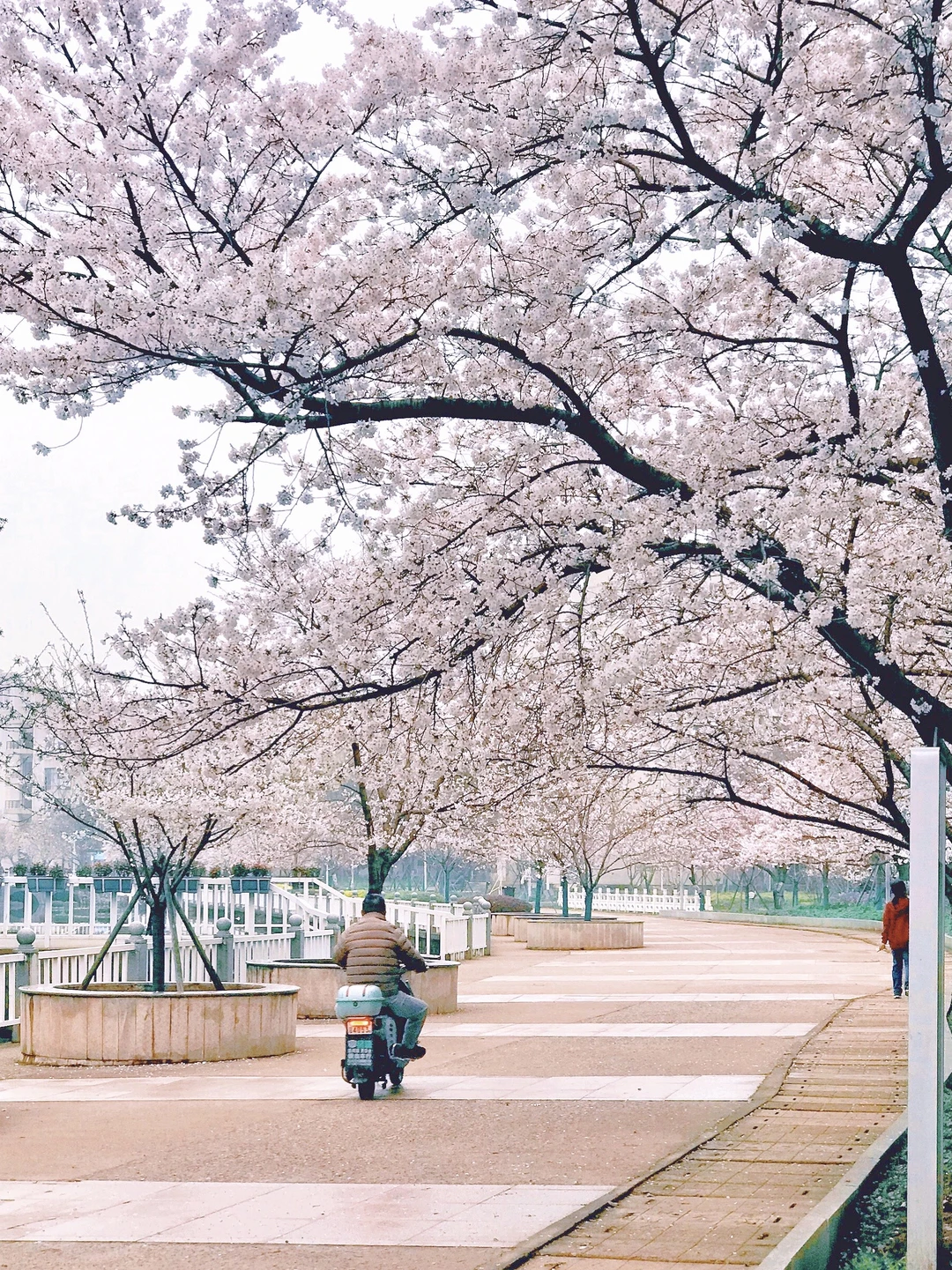 别挤武大了，湖经樱花已经开爆了🌸人少景美