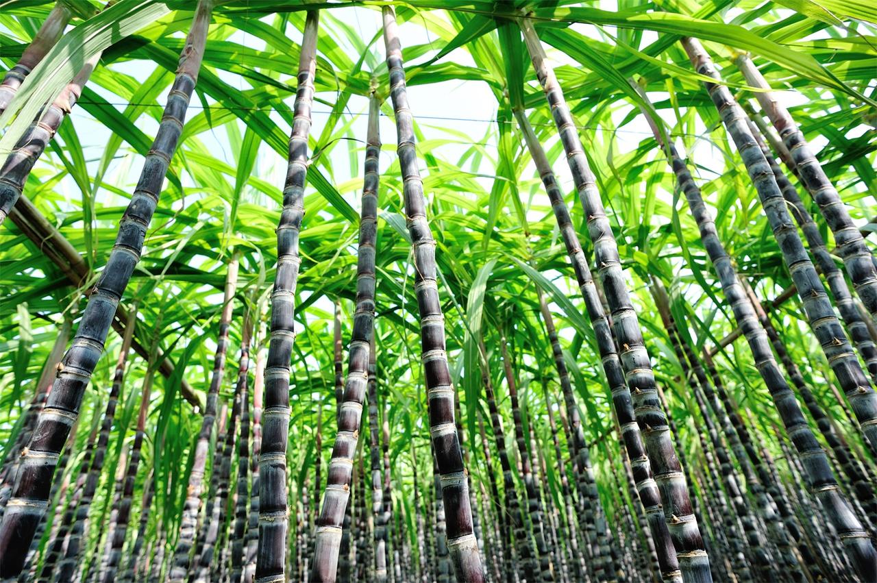甘蔗一吨才500多块钱，为什么广西那么多地方现在还种着？要知道，甘蔗地里有种
