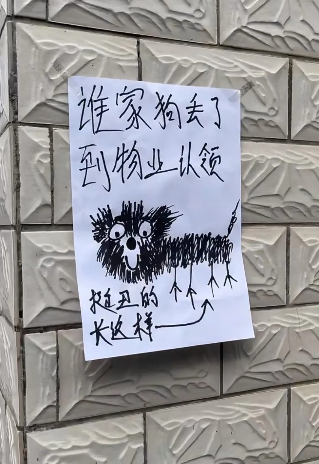谁家的寻狗启示？开始我还以为画的一张抽象画，结果看到狗才知道是写实画！