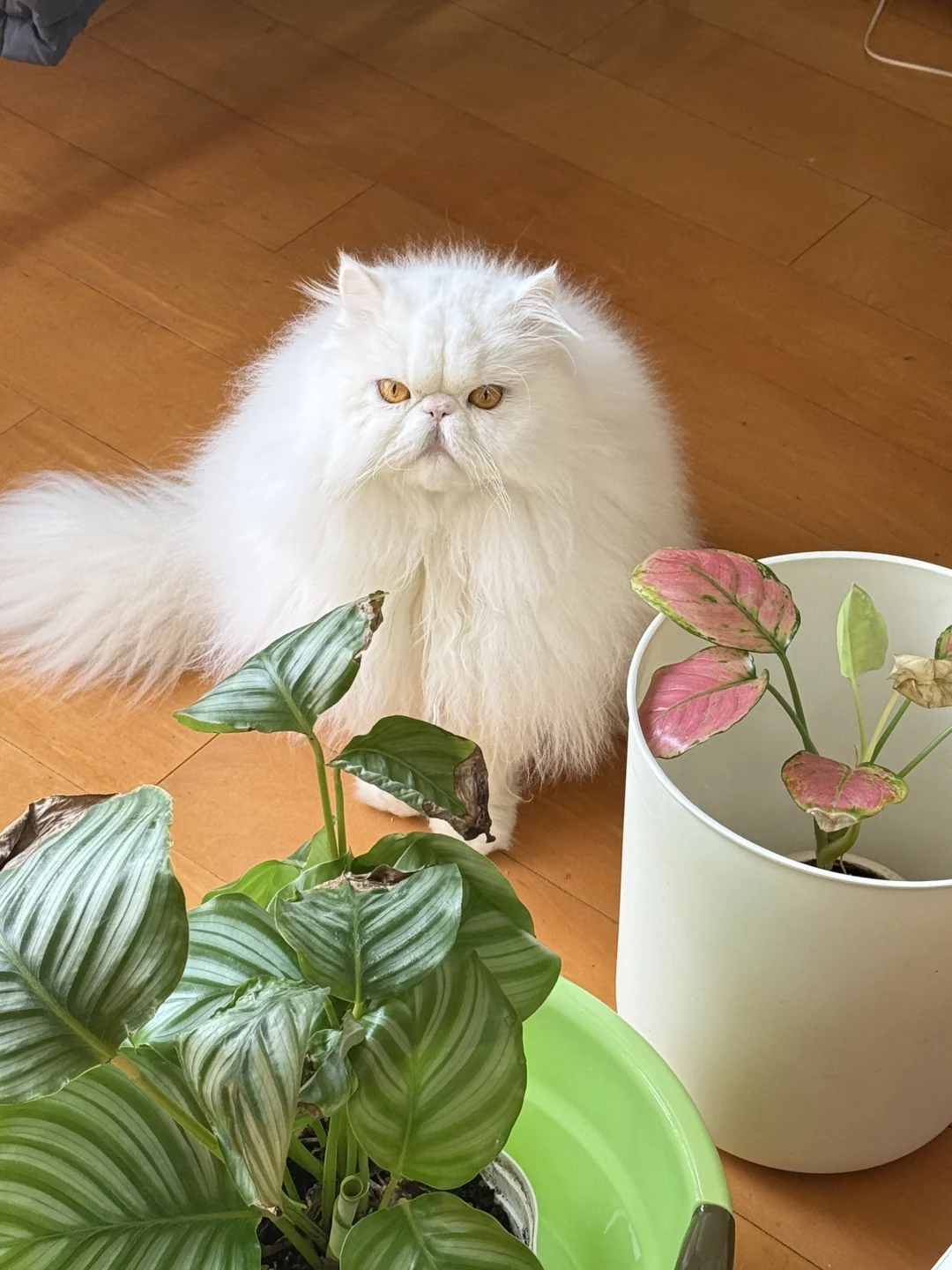 留守猫咪和快枯萎的花