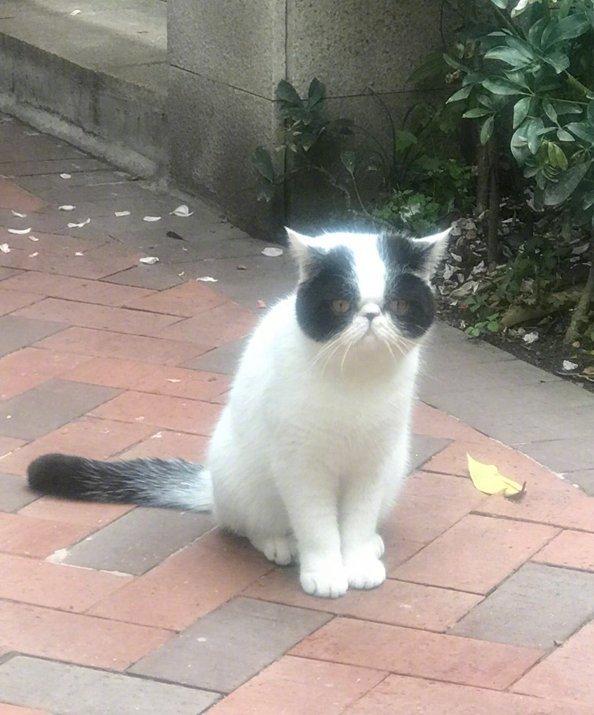 友最近经常提会去他家蹭食的一只野猫。他给人家起名叫“屁股”。我心想怎么给人家起这