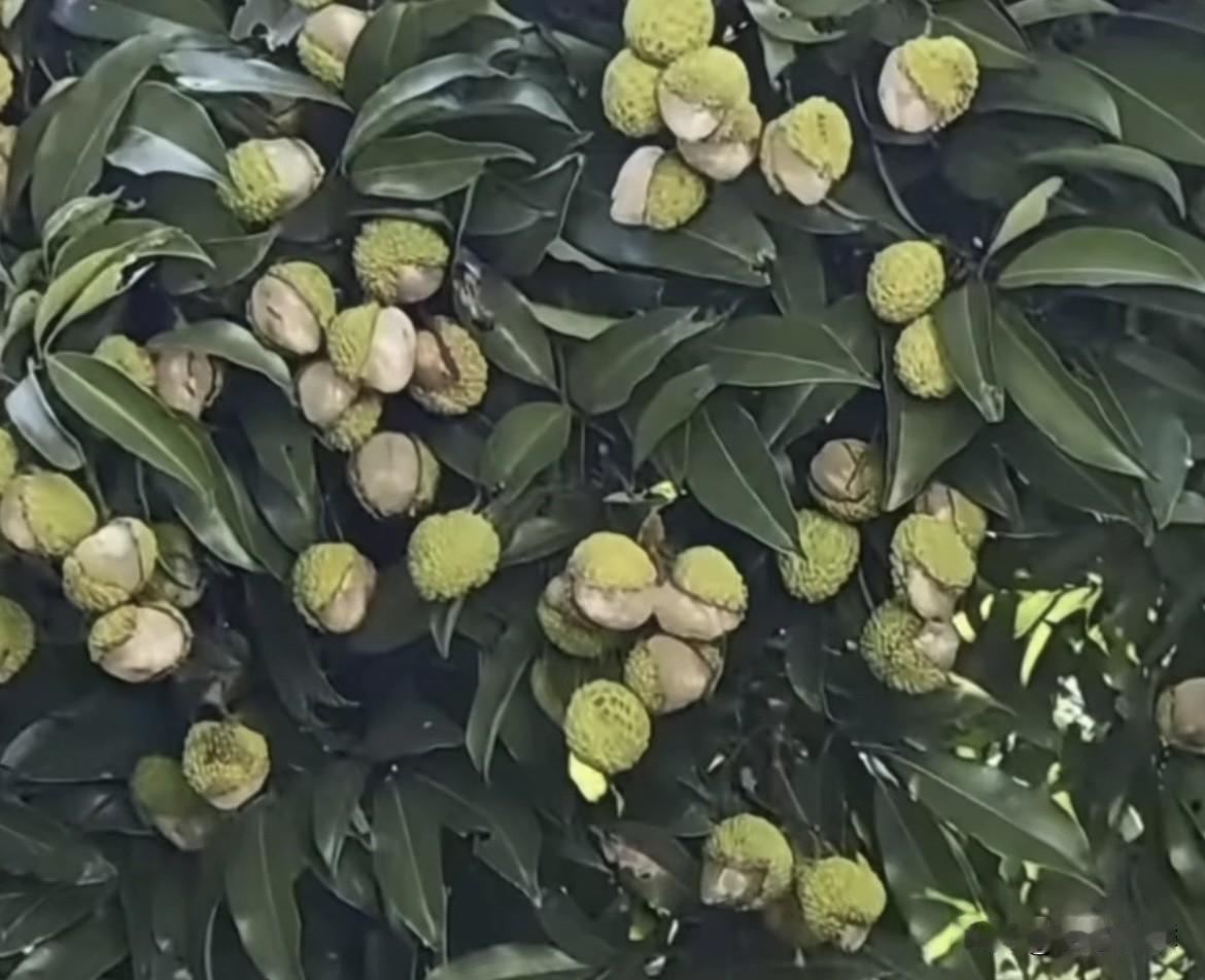 @豆包，这荔枝是什么原因造成的呢⁉️