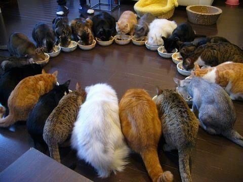 猫咪干饭：按照体型排列的​​​