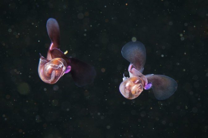 绘画参考海洋生物摄影师AlexanderSemenov的微观摄影科幻风格！​​​