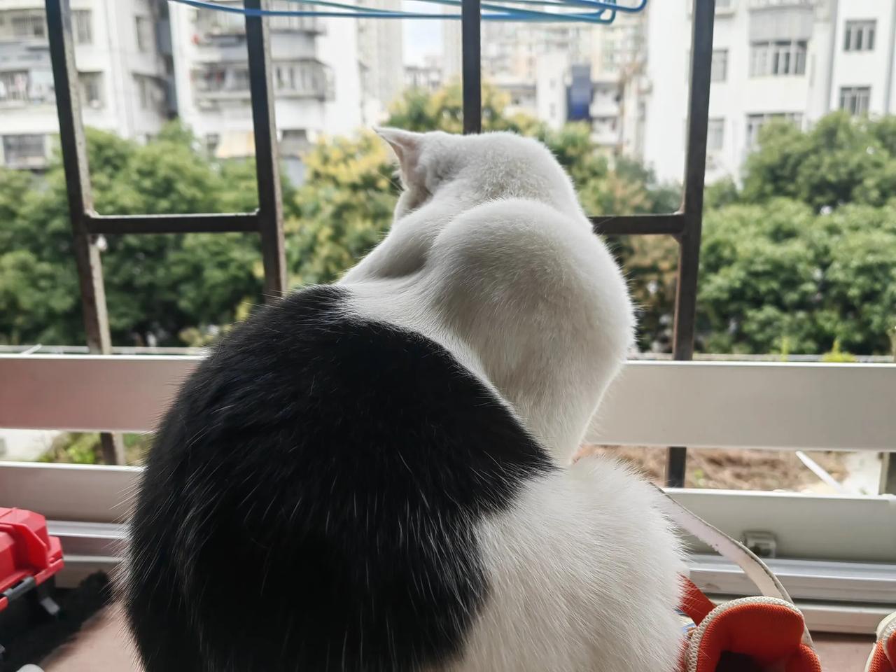 窗台看风景的猫这是我喂养的一只流浪猫，身上没有一点宠物猫的血统，每日就蹲在窗台