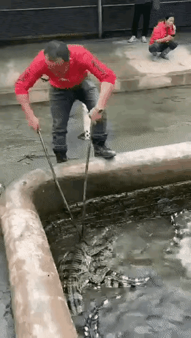 毛孩子出于好奇，结果遭到了重创，以鳄鱼牙齿的锋利，毛孩子头部创伤面一定是很大的，