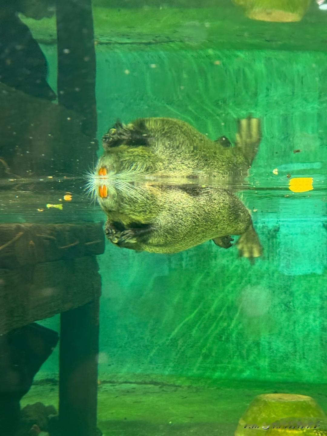 在广州，这个城市的包容性很强，不单单是人，连动物也一样，这个地方的动物来到这里也