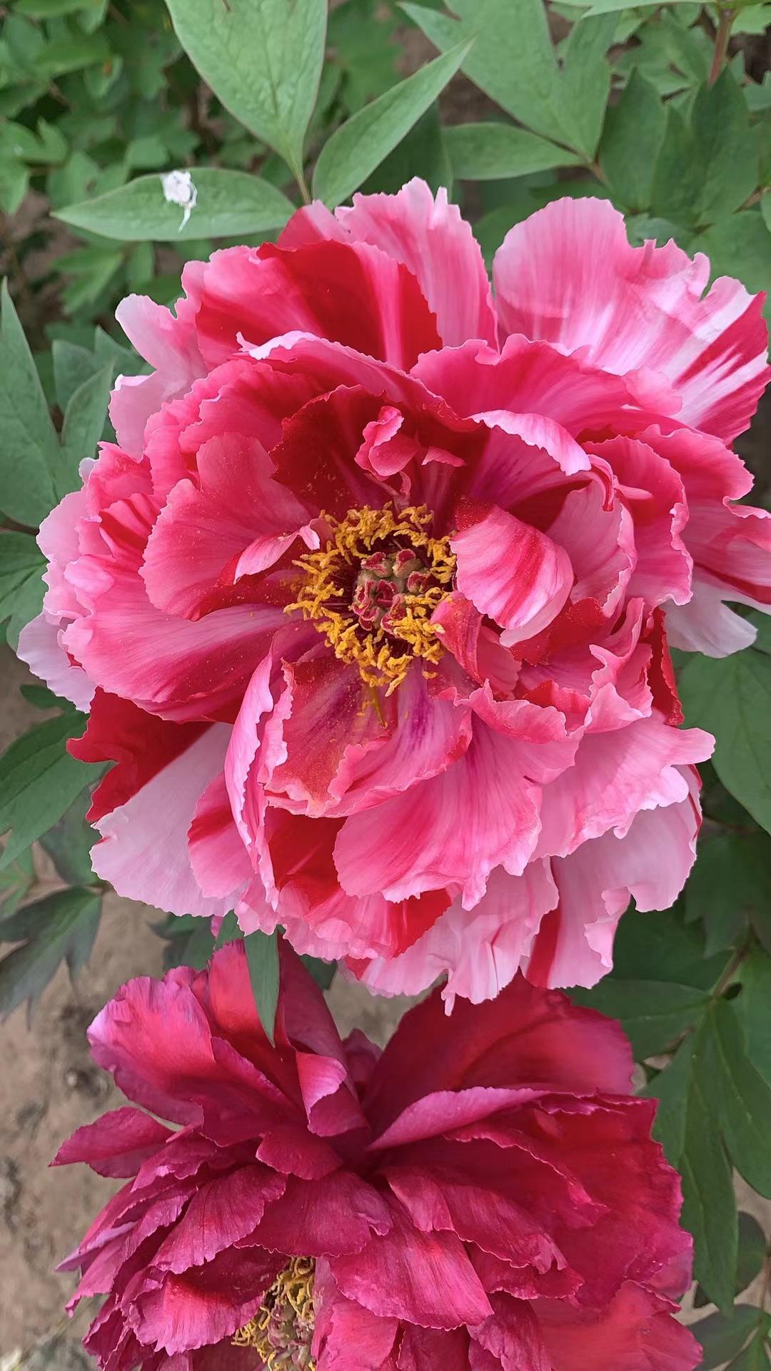 牡丹戏晚樱玉带挽古城牡丹雍容绽华光，国色天然满庭芳。层层艳蕊风姿美，