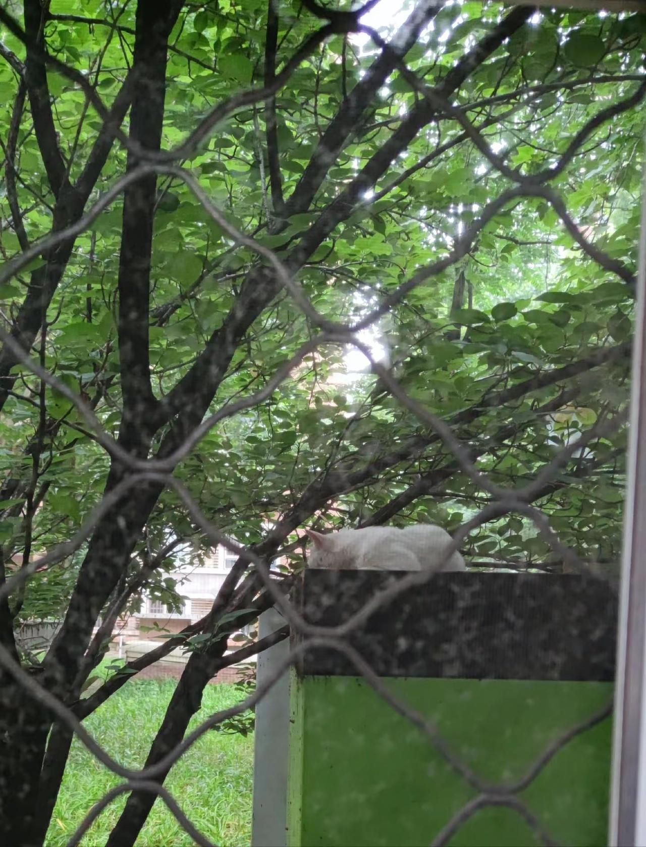 窗外的那只猫，堪称悠闲自在的楷模。它随性地趴在窗台上，眼睛微微眯起，还时不时伸展