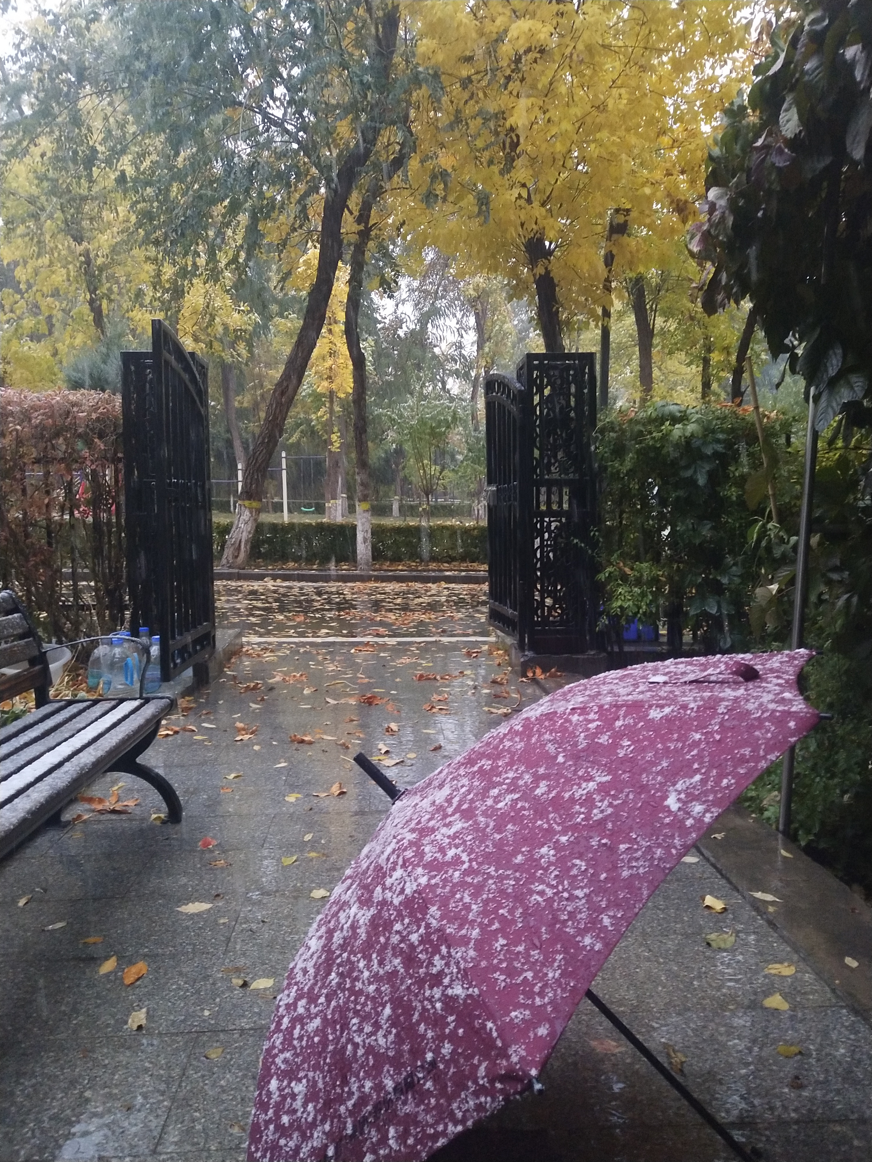 乌鲁木齐的初雪，如约而至，是雨夹雪，小院里已是一番别样的风景。
