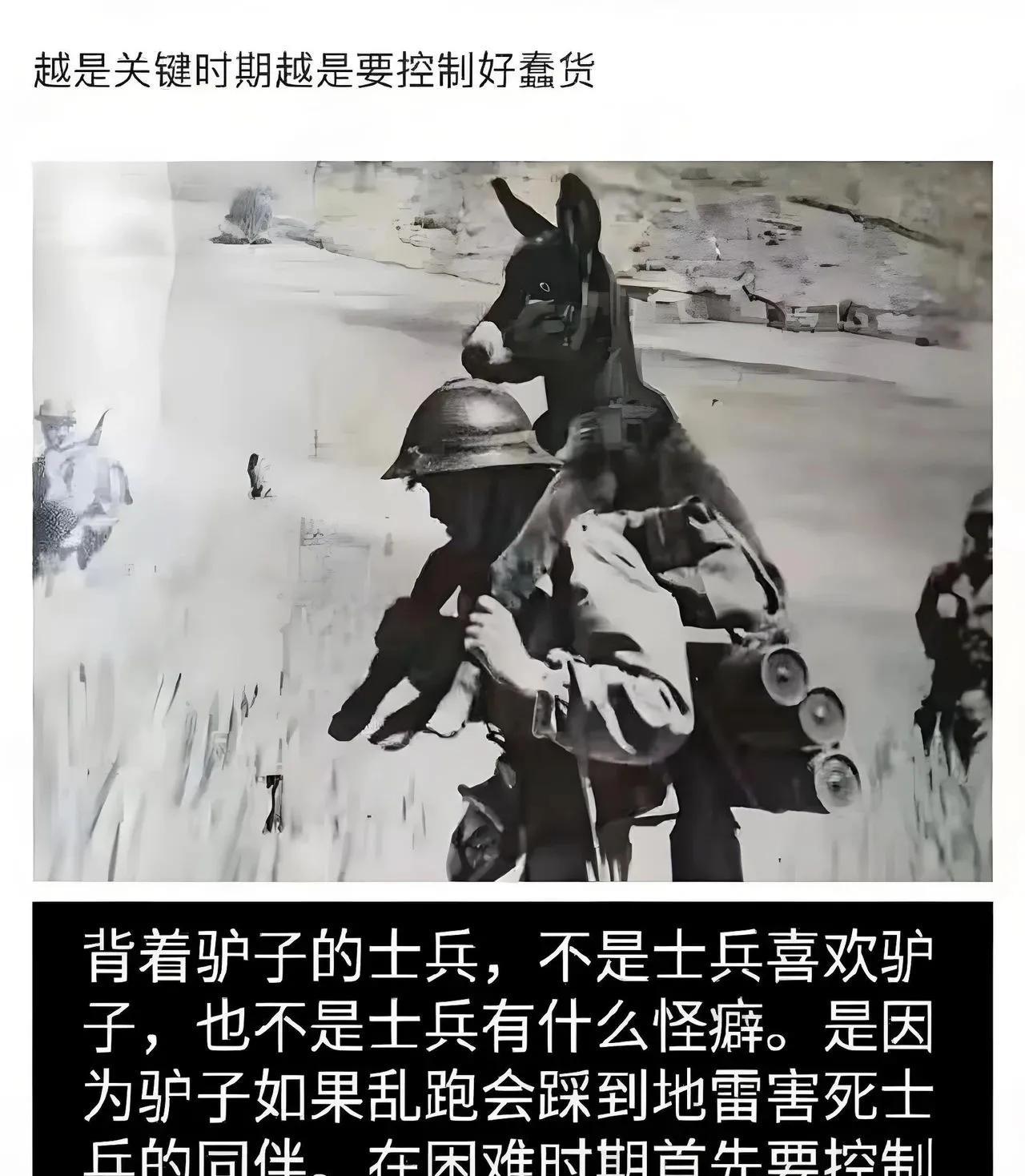 驴子感到被冒犯了[呲牙笑]
